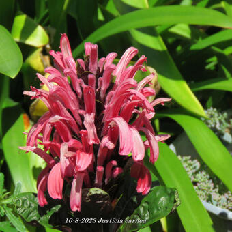 Justicia carnea