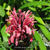 Justicia carnea