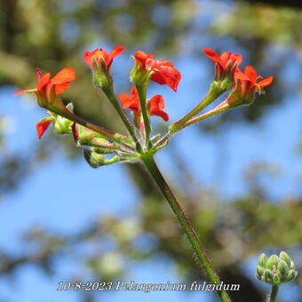 Pelargonium fulgidum