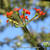 Pelargonium fulgidum