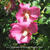 Hibiscus syriacus 'Russian Violet'