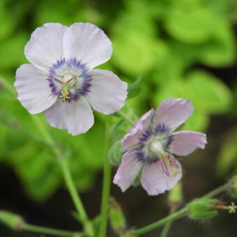 Geranium phaeum 'Wendy's Blush'