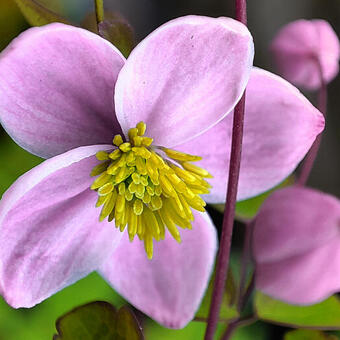 Thalictrum delavayi 'Splendide'