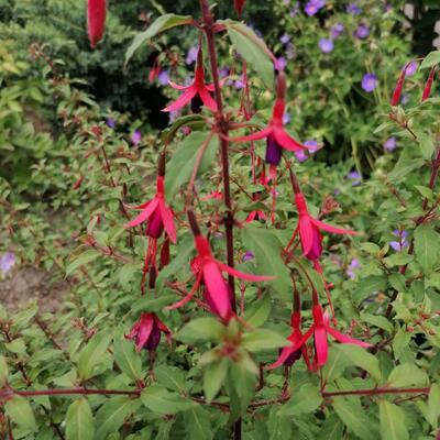 Fuchsia magellanica 'Riccartonii' - Fuchsia magellanica 'Riccartonii'