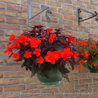 Begonia x boliviensis 'Unstoppable Upright Fire'