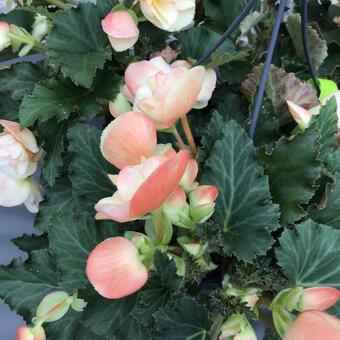 Begonia 'FRAGRANT FALLS IMPROVED'