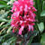 Justicia carnea