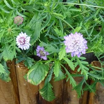 Scabiosa Imperialis