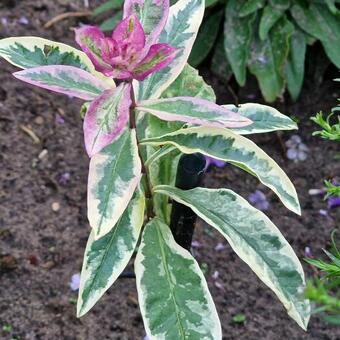 Phlox paniculata 'Olympus'