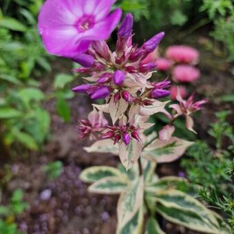 Phlox paniculata 'Olympus'