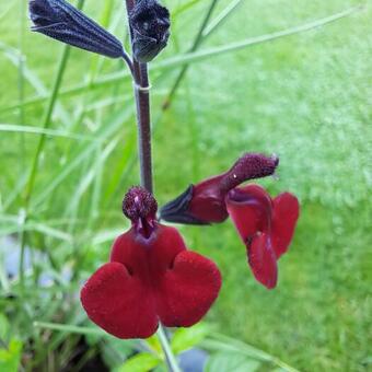 Salvia 'Rita'