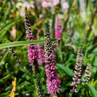 Veronica 'Blaze Away Pink'