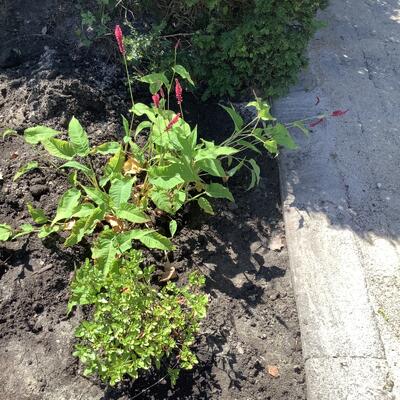 Persicaria amplexicaulis 'Dark Red' - Persicaria amplexicaulis 'Dark Red'