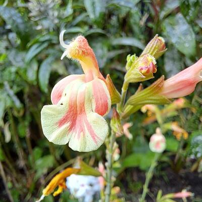 Salvia x jamensis 'Belle de Loire' - 