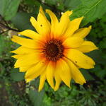 Rudbeckia hirta 'Cappuccino' - 