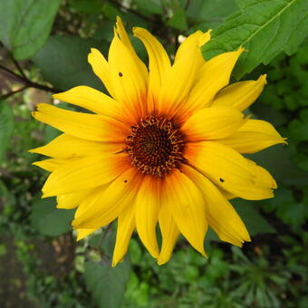 Rudbeckia hirta 'Cappuccino'