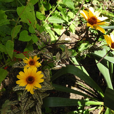 Rudbeckia hirta 'Cappuccino' - 