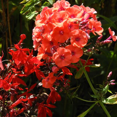 Phlox paniculata 'Tequila Sunrise' - 