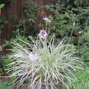 Tulbaghia violacea 'Silver Lace'