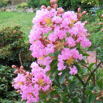 Lagerstroemia