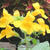 Mimulus luteus