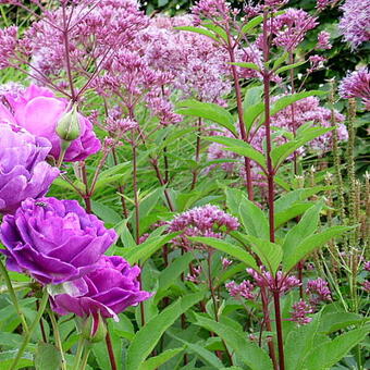 Eupatorium purpureum