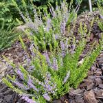 Calluna vulgaris 'Winter Chocolate' - 