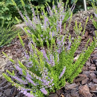 Calluna vulgaris 'Winter Chocolate'