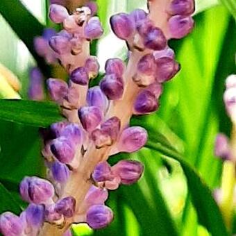 Liriope muscari