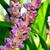 Liriope muscari