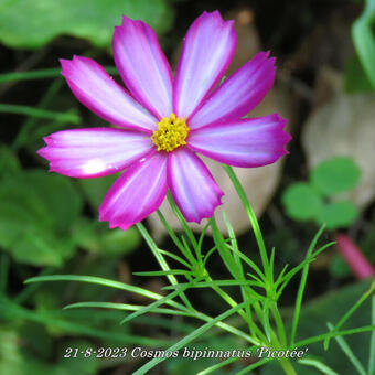 Cosmos bipinnatus 'Picotée'