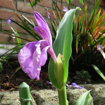 Roscoea purpurea 'Twin Towers'