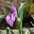 Roscoea purpurea 'Twin Towers'