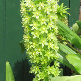 Eucomis pole-evansii