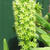 Eucomis pole-evansii