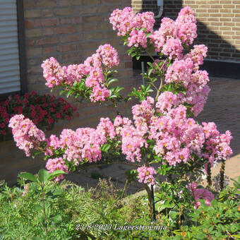 Lagerstroemia