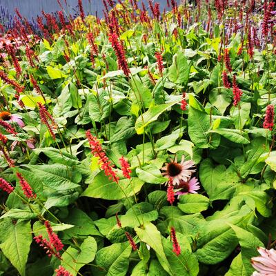 Persicaria amplexicaulis 'Fat Domino' - Persicaria amplexicaulis 'Fat Domino'