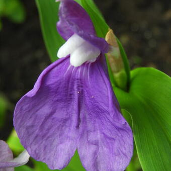 Roscoea auriculata