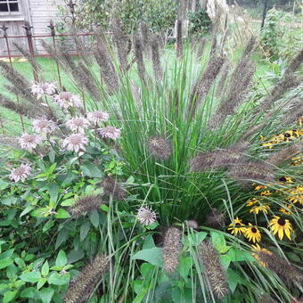 Pennisetum alopecuroides f. viridescens