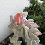 Echeveria runyonii 'Topsy Turvy' - 