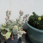 Echeveria runyonii 'Topsy Turvy' - 