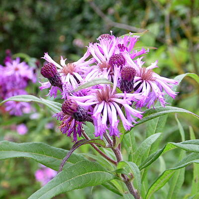 Vernonia crinita 'JS Betty Blindeman' - 