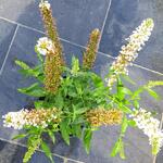 Buddleja davidii 'BUZZ Ivory' - 