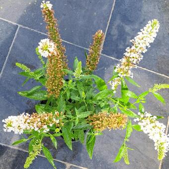 Buddleja davidii 'BUZZ Ivory'