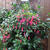 Fuchsia 'Wilma Versloot'