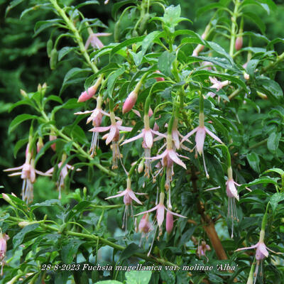 Fuchsia magellanica var. molinae 'Alba' - Fuchsia magellanica var. molinae 'Alba'