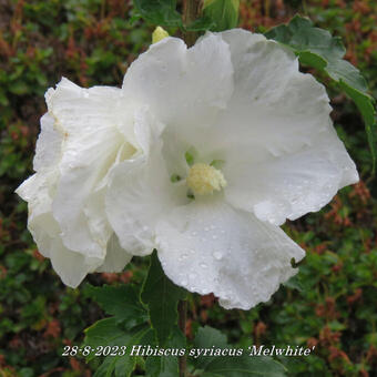 Hibiscus syriacus ‘Melwhite'