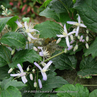 Clematis x  Jouiniana 'Praecox'