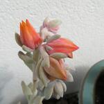 Echeveria runyonii 'Topsy Turvy' - 