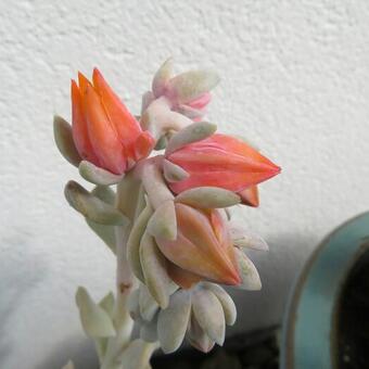 Echeveria runyonii 'Topsy Turvy'